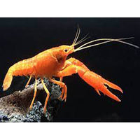 Load image into Gallery viewer, ORANGE LOBSTER