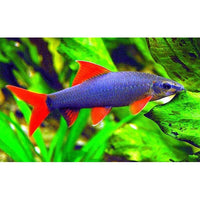 Load image into Gallery viewer, Rainbow Shark ( 2.5 to 2.8 inch)