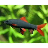 Load image into Gallery viewer, Rainbow Shark ( 2.5 to 2.8 inch)