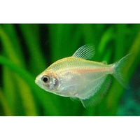 Load image into Gallery viewer, White widow Skirt Tetra