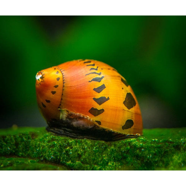 SPOTTED SNAIL