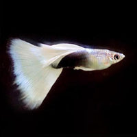 Load image into Gallery viewer, TUXEDO WHITE GUPPY