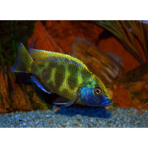 VENUS CICHLID