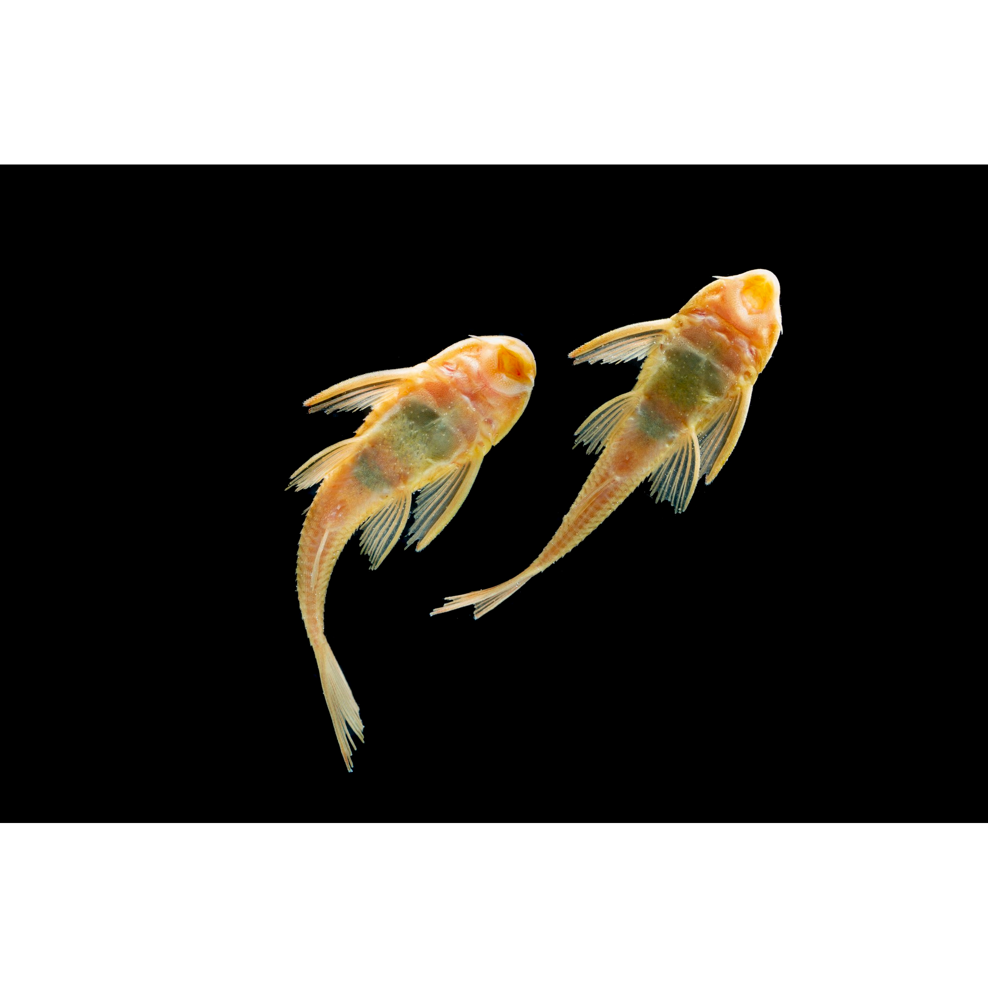 Albino Sucker Cat Fish