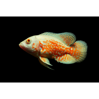 Load image into Gallery viewer, Albino Tiger Oscar Fish