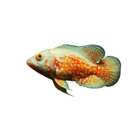 Load image into Gallery viewer, Albino Tiger Oscar Fish