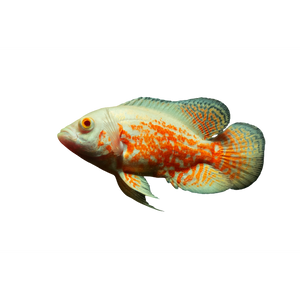 Albino Tiger Oscar Fish