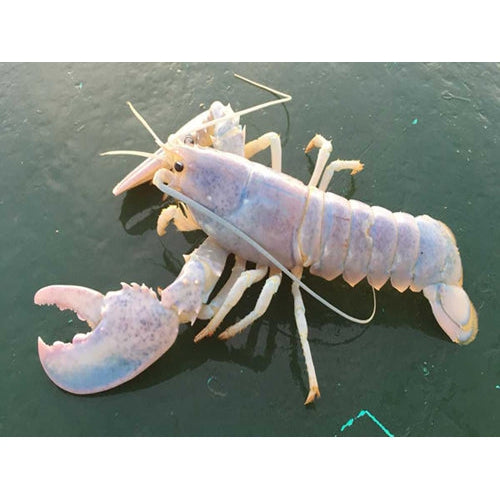 WHITE LOBSTER