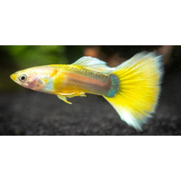 Load image into Gallery viewer, YELLOW GOLD TUXEDO GUPPY