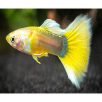 Load image into Gallery viewer, YELLOW GOLD TUXEDO GUPPY