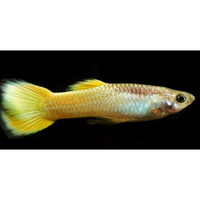 Load image into Gallery viewer, YELLOW PLATINUM GUPPY