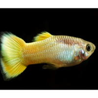 Load image into Gallery viewer, YELLOW PLATINUM GUPPY
