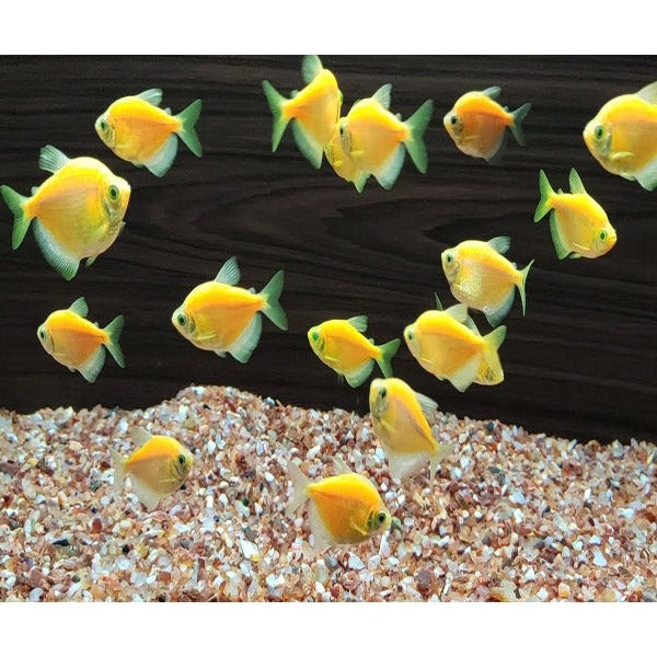 yellow tetra fish